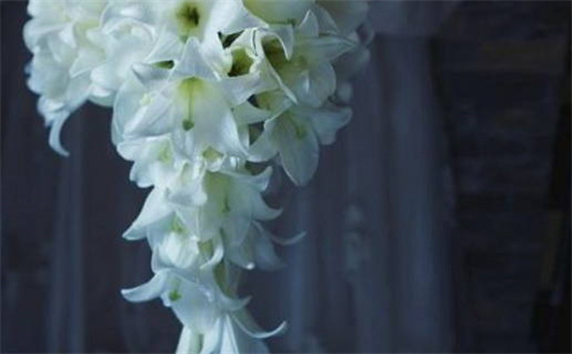 属鼠与属龙婚姻差异解析与建议